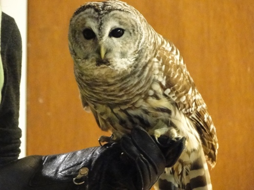 owl 520