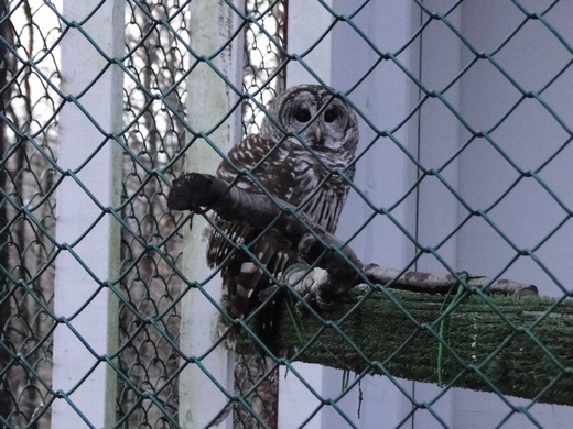 owl aviary 520