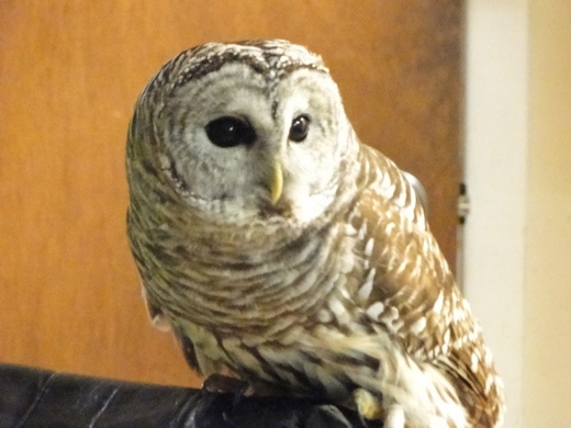 owl2 520