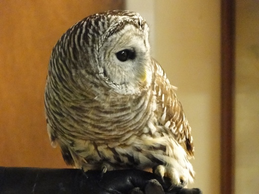 owl3 520