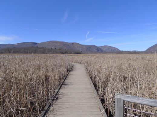 boardwalk marsh