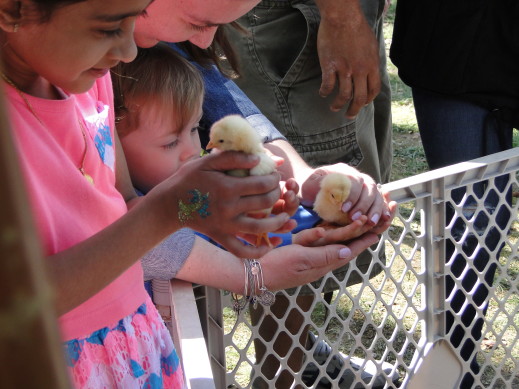 baby chicks holding chiks